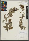 Foto von Salix appendiculata Vill.
